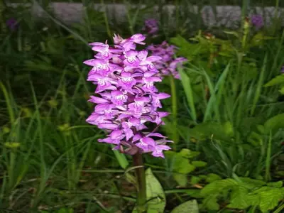 Ein Garten an der Unterkunft Ländliche Ferienwohnung, Bad Bayersoien