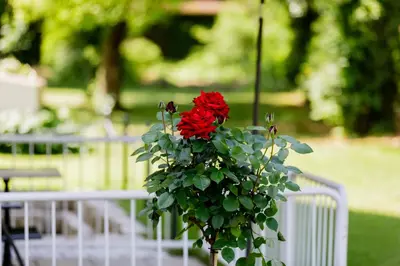 Ein Garten an der Unterkunft Haus am Mühlenweg - Appartement 2 Haus I - sonniges und modernes Ferienappartement